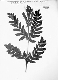 Osmunda regalis image